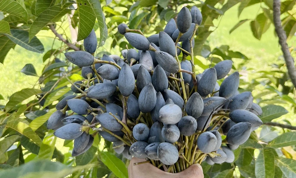 Trám đen - Lộc trời ở Hoàng Vân